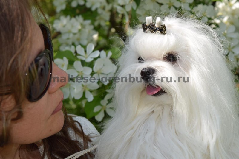 Мальтийская болонка