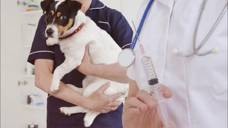 Вакцинация собак и кошек