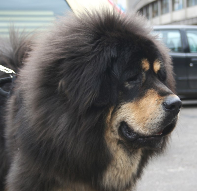 Тибетский мастиф