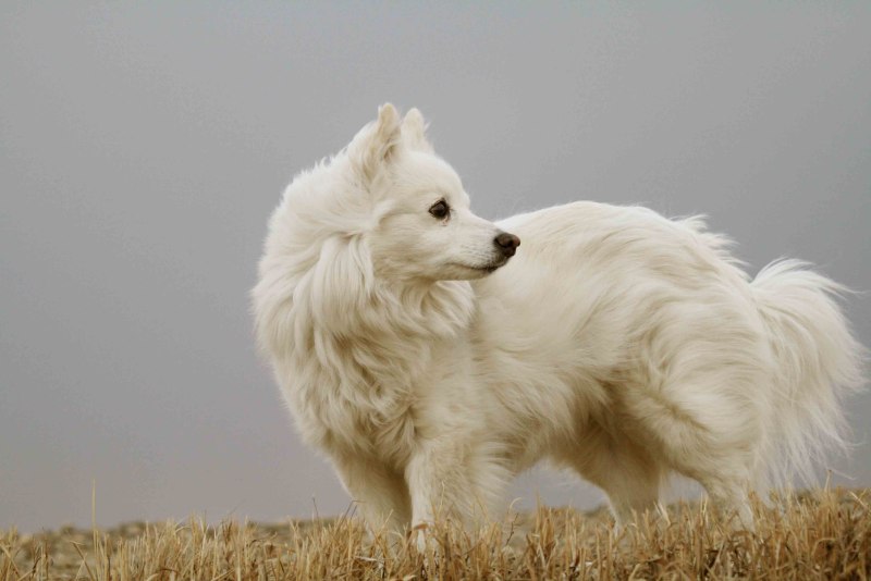 Американо эскимосский шпиц
