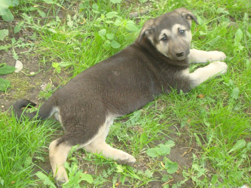 Алабай смесь с дворнягой