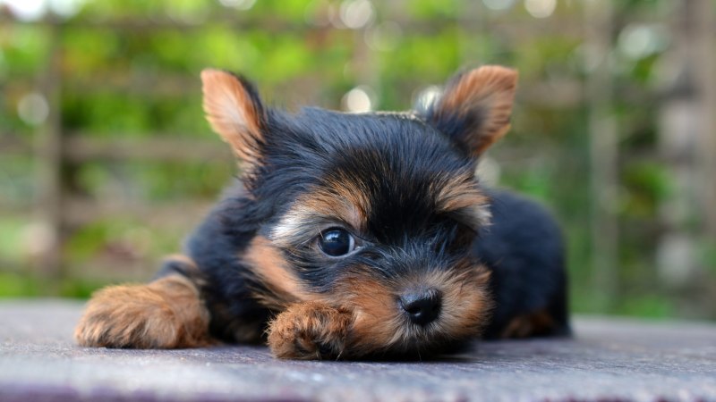 Yorkshire Terrier щенки
