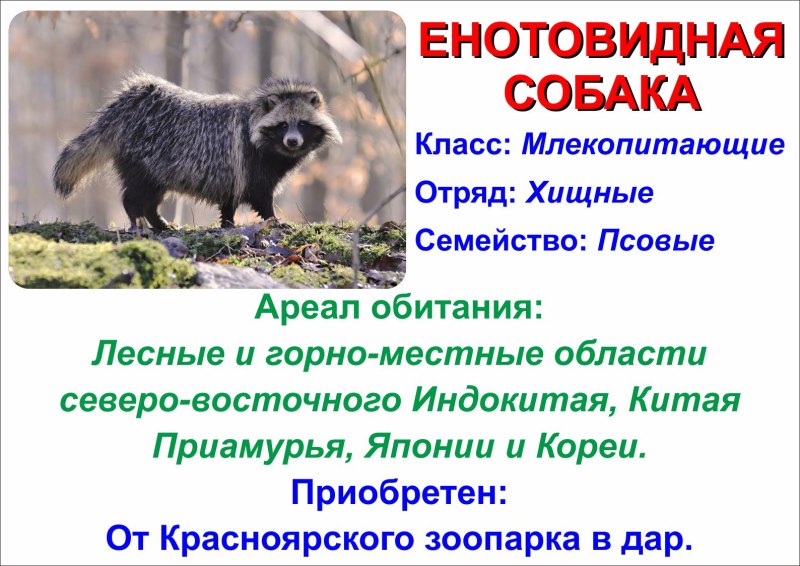 Енотовидная собака ареал обитания