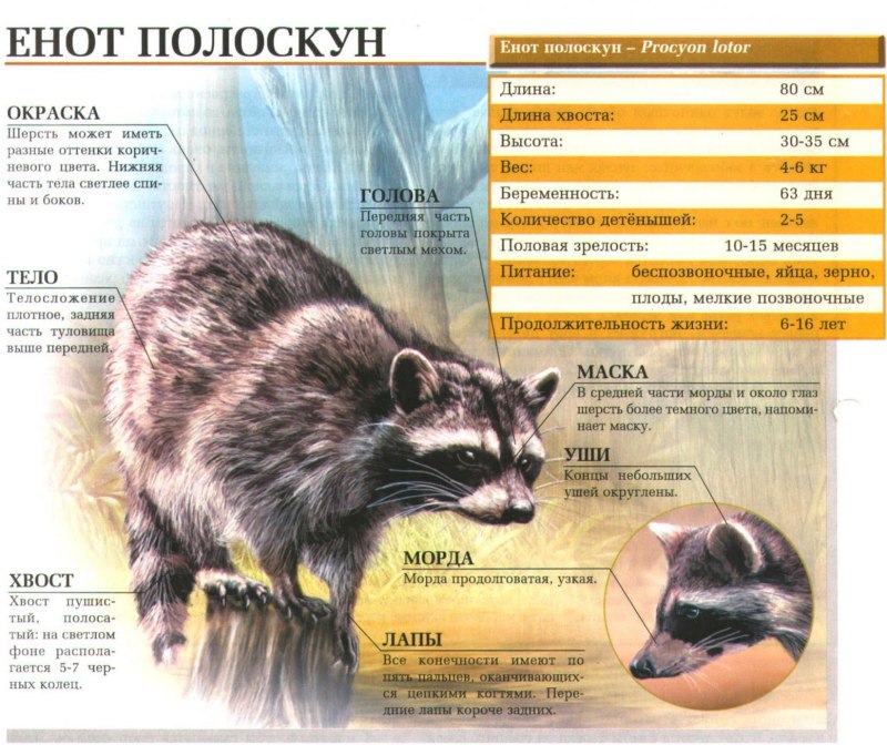 Систематика животных енот полоскун