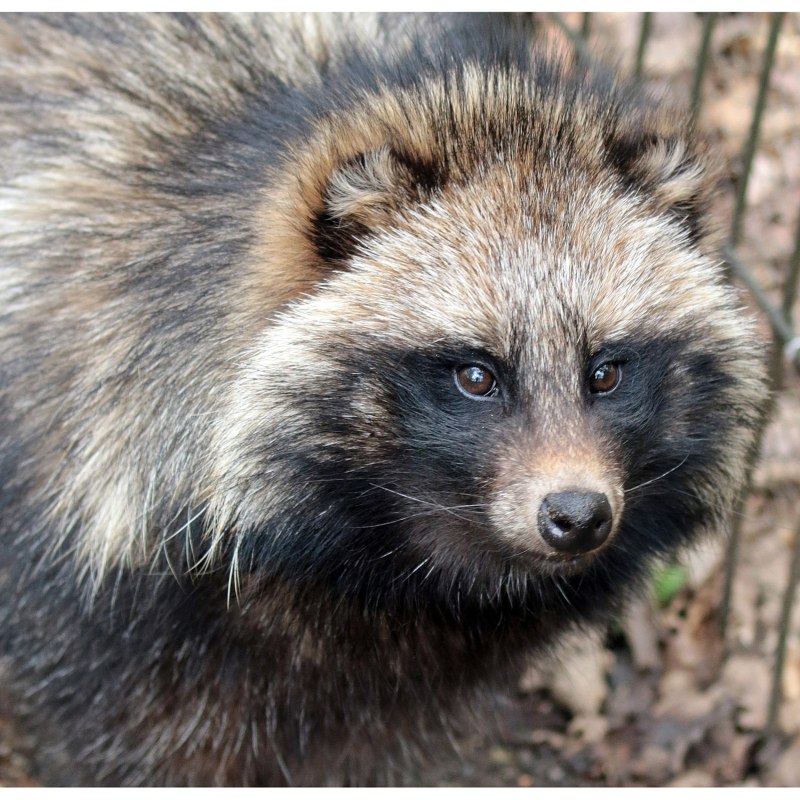 Енотовидная собака (nyctereutes Procyonoides)