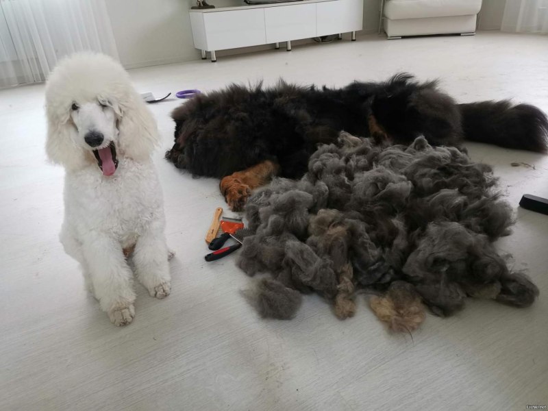 Собаки которые не сильно линяют