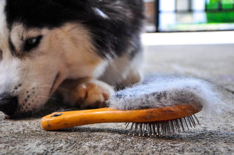 Brush the Dog