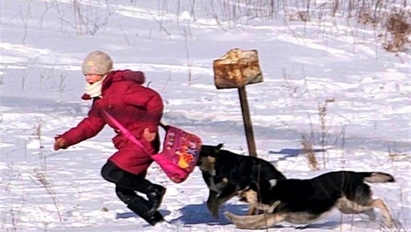 Немецкая овчарка оскал