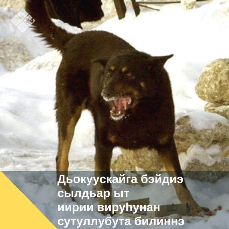 Злая дворняга