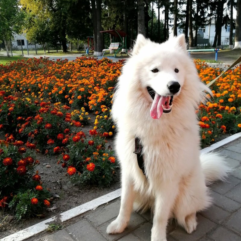 Дзен самоед