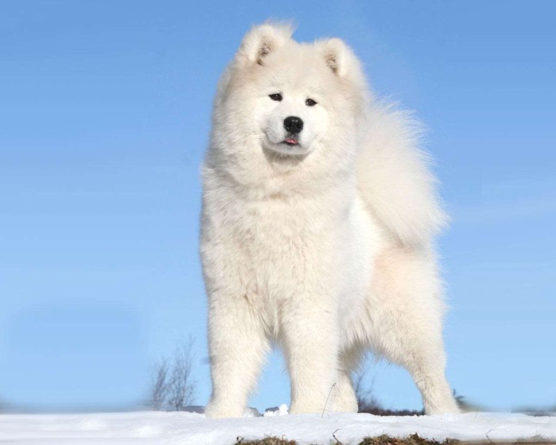 Лайка самоед