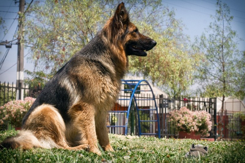 Окрас овчарки Golden Shepherd