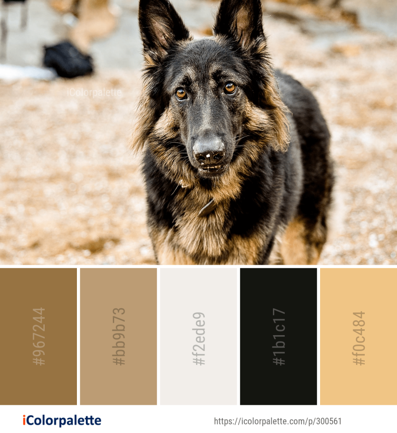 Шилонская овчарка Shiloh Shepherd