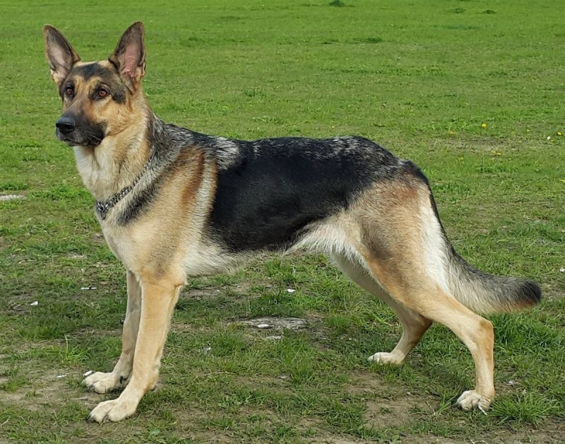 Баварская овчарка Shepherd