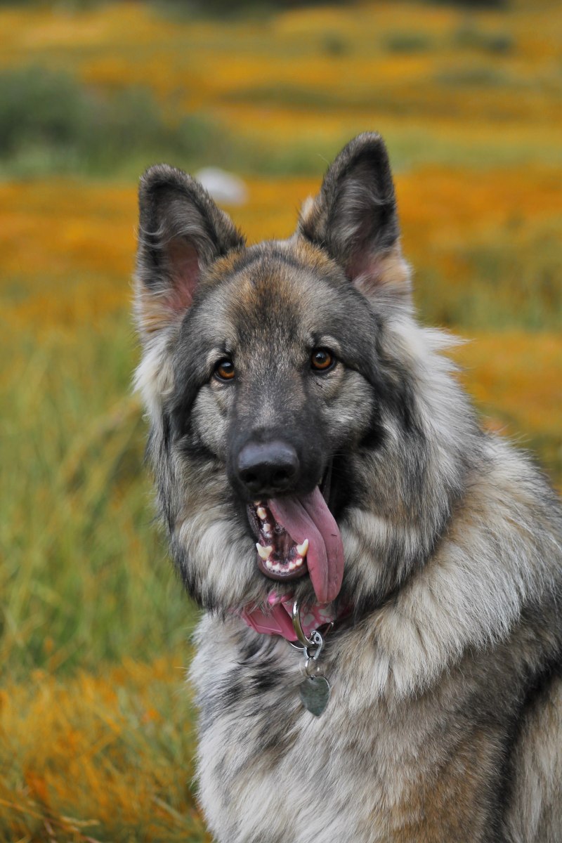 Shiloh Shepherd