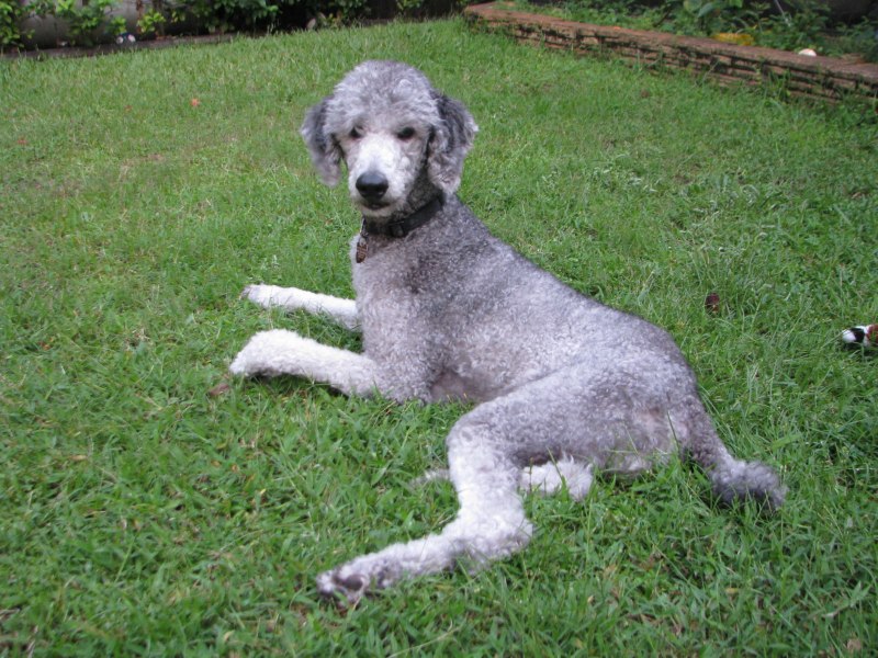 Poodle in the War helped