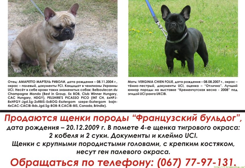 Французский бульдог средние века