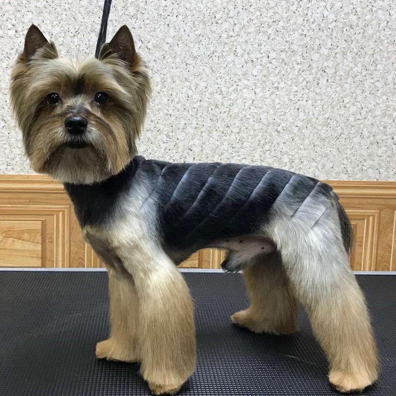 Йоркширский терьер Марик
