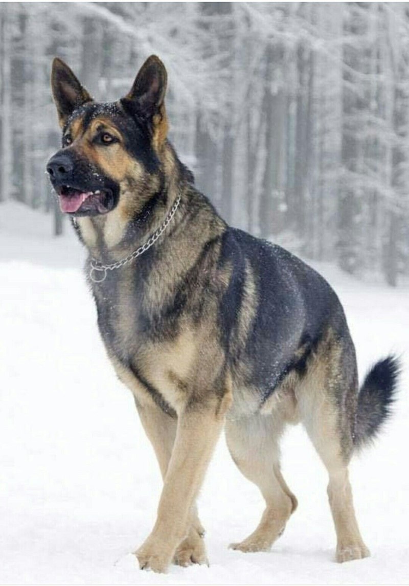 Герман Шеферд