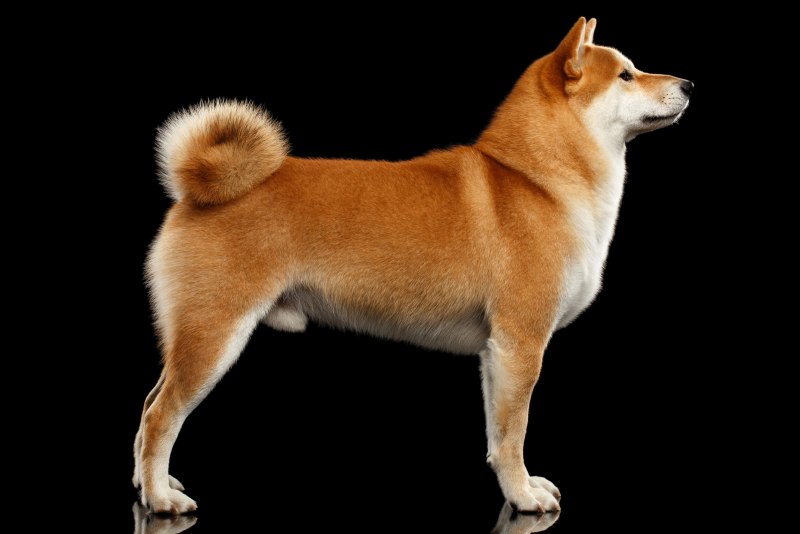 Dog standing on log