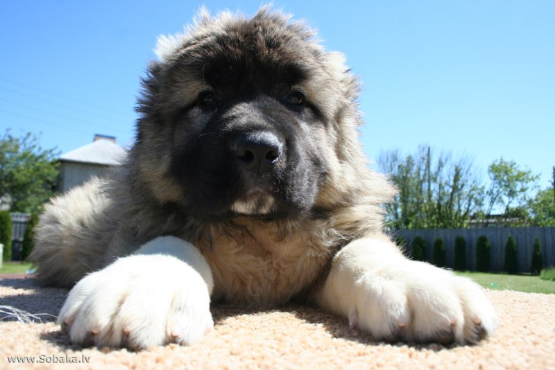 Кавказская овчарка Puppy