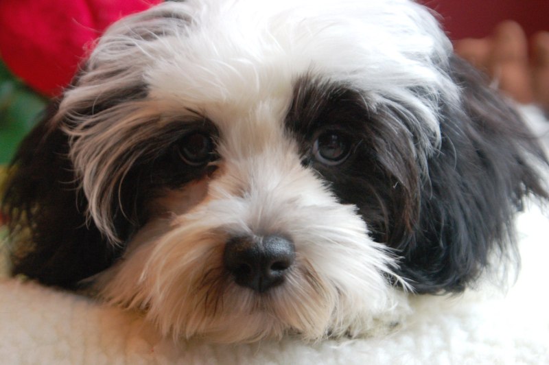 Havanese Dog