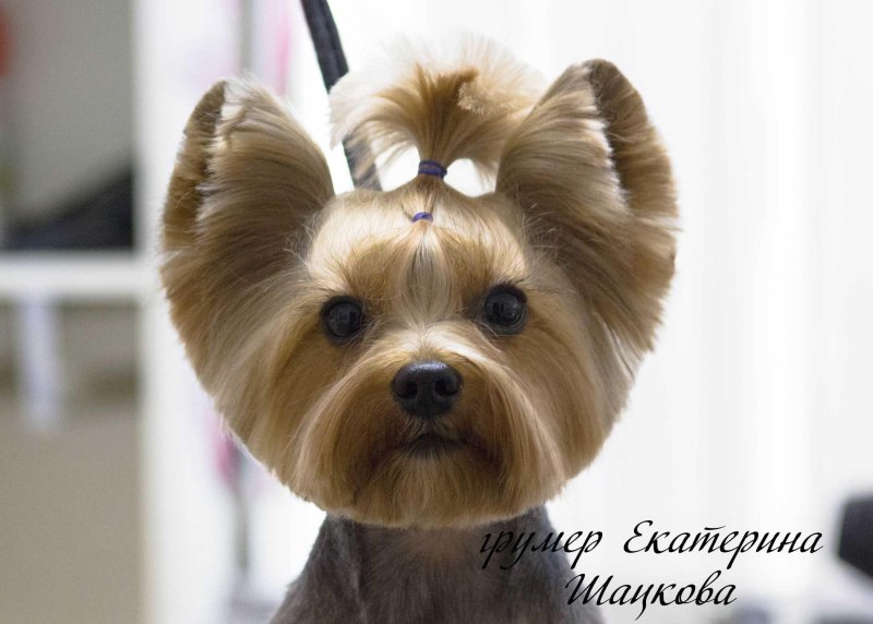 Стрижка шпица Йорка