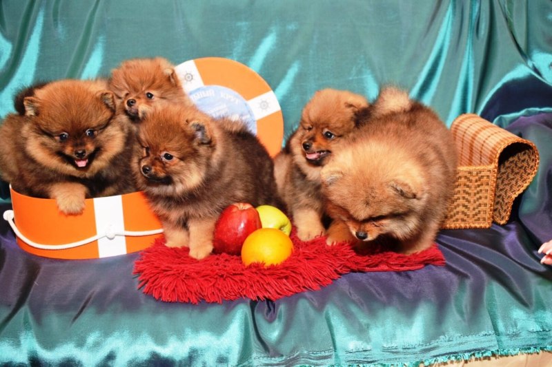 Корм для померанского шпица