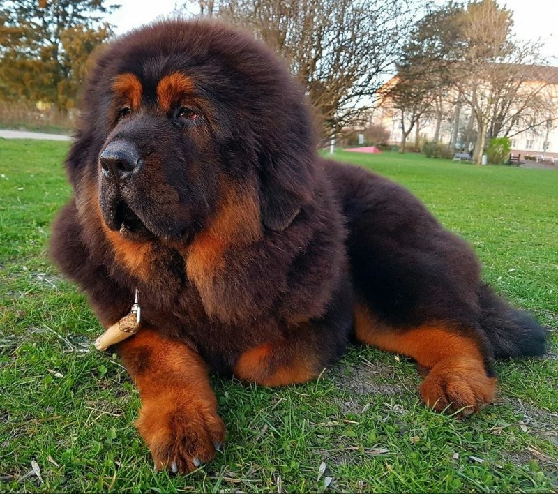 Английский мастиф