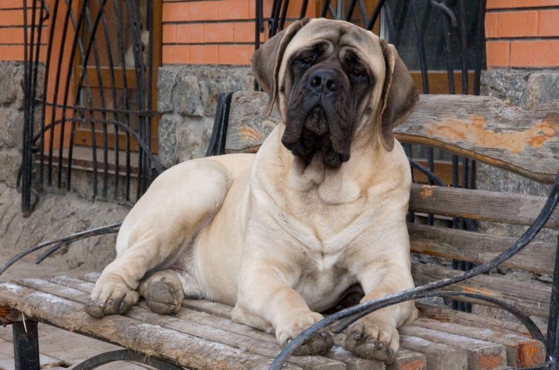 Королевский мастиф