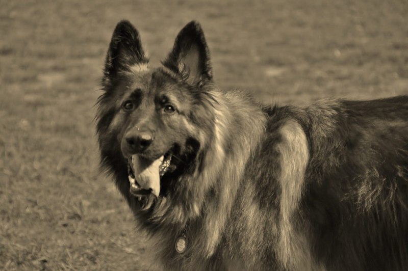 Shiloh Shepherd
