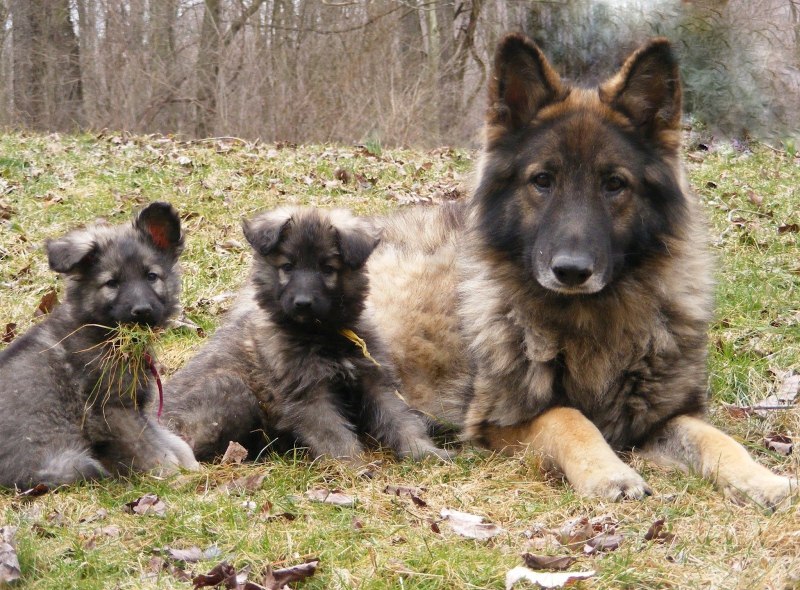 Shiloh Shepherd