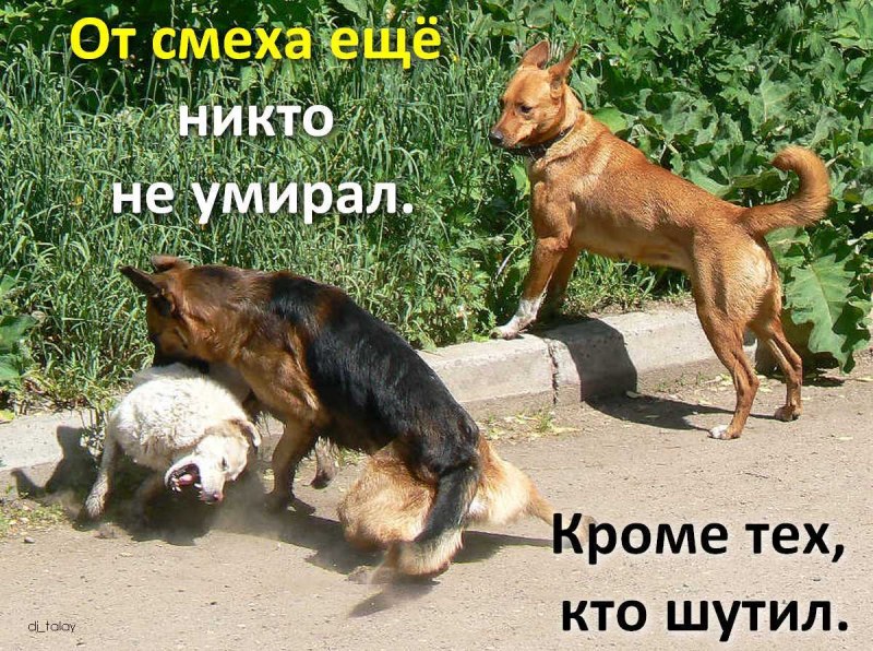 Собаки дерутся между собой