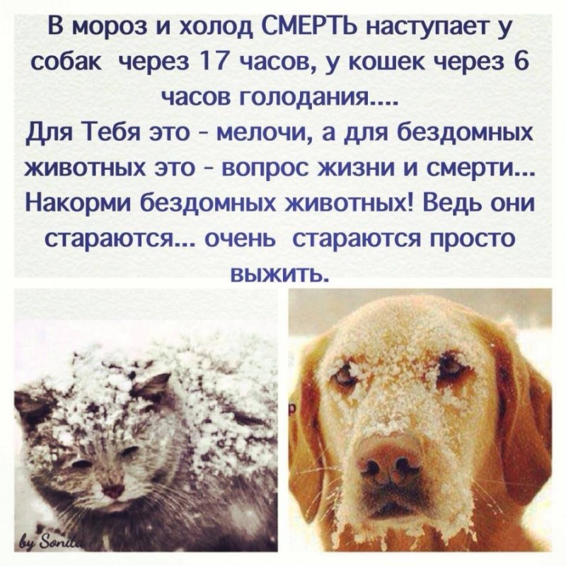 Покормите бездомных животных зимой