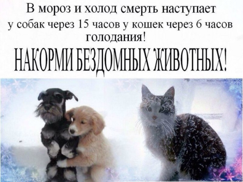 Покормите бездомных жи,во