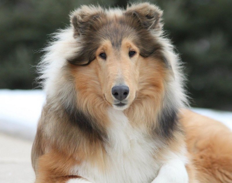 Королевский колли