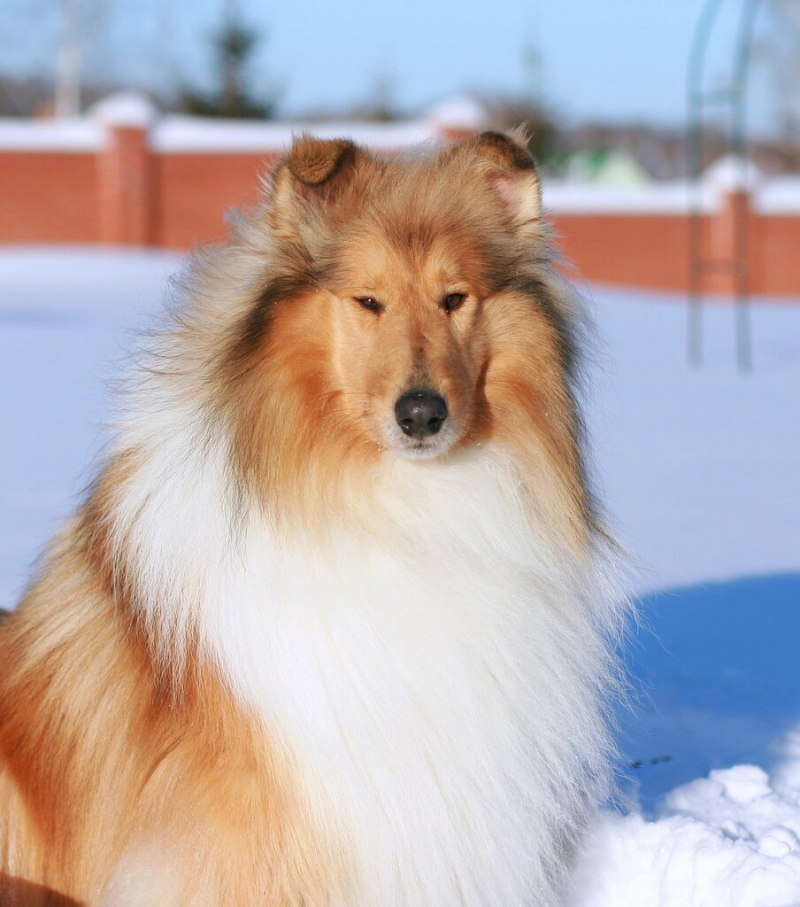 Колли длинношерстный рыжий