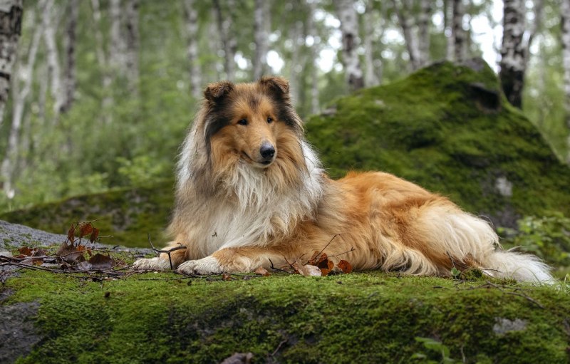 Колли лежит