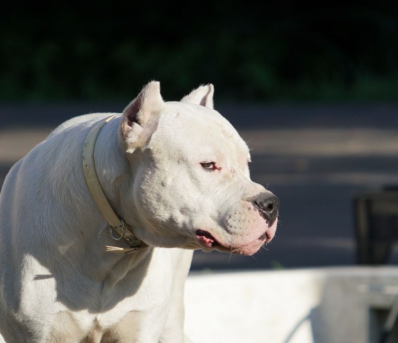 Dogo Jail