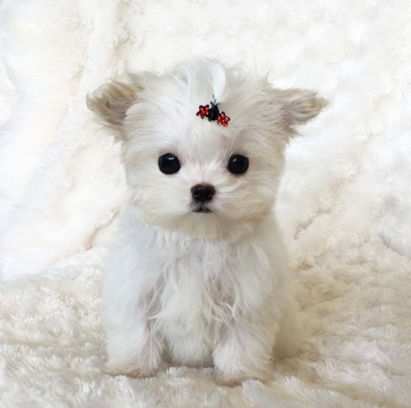 Teacup Maltipoo