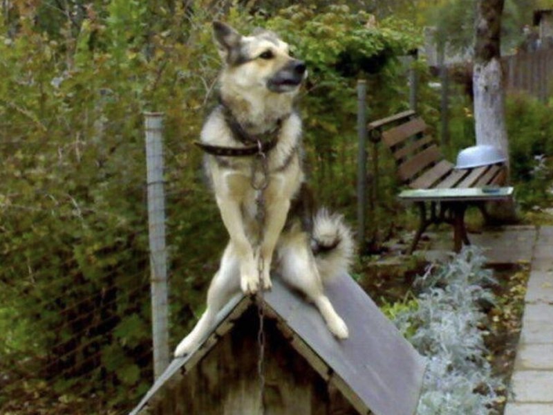Собака сидит на будке