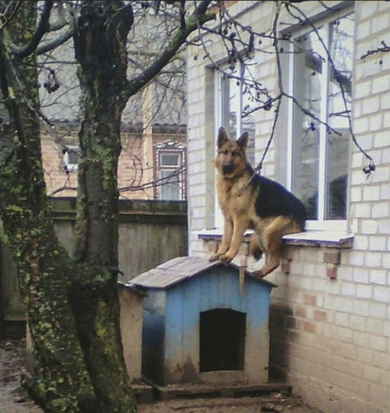 Кот и пес в будке