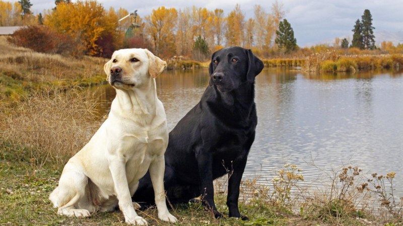 Лабрадор Retriever