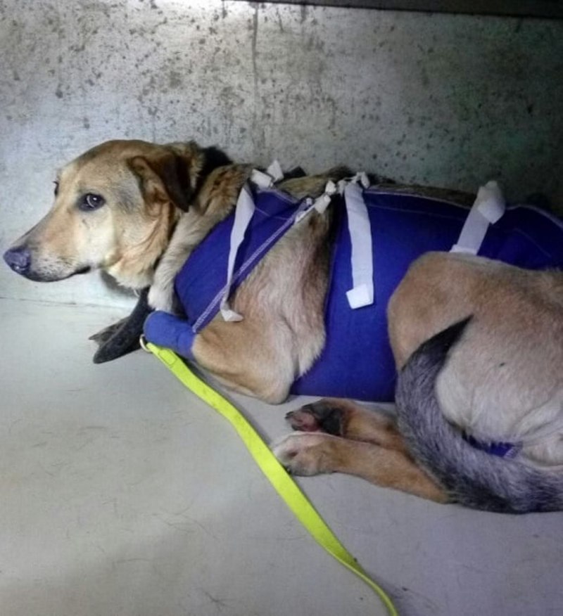 Собака понимает