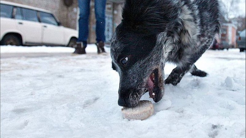 Собака отравилась на улице