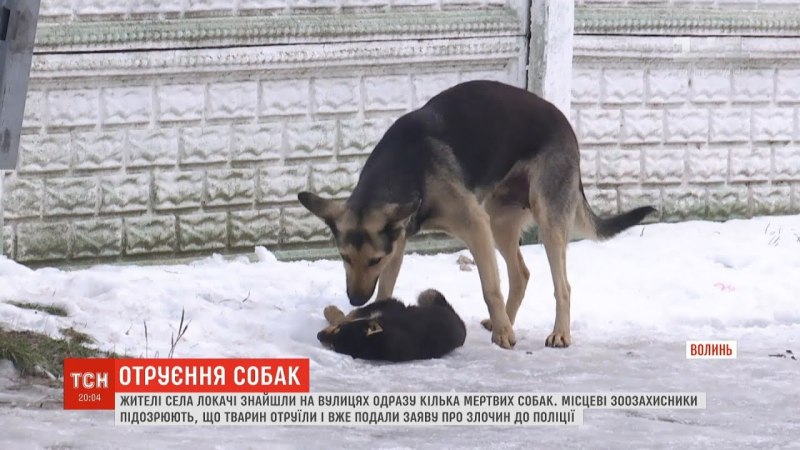 Затравленный собаками