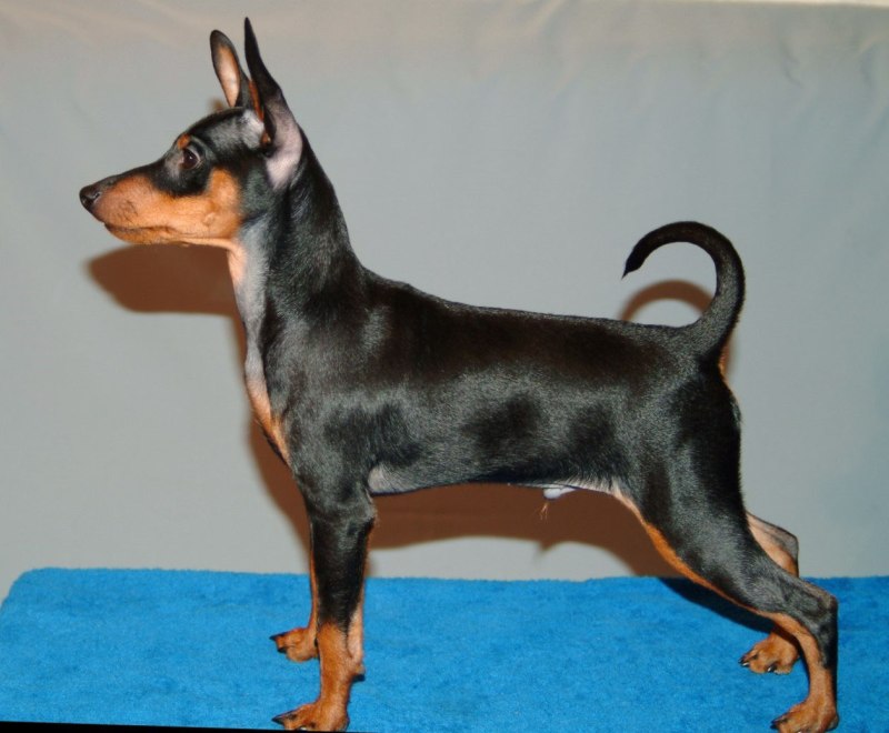Покет булли Black