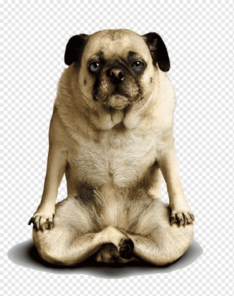Мопс йога