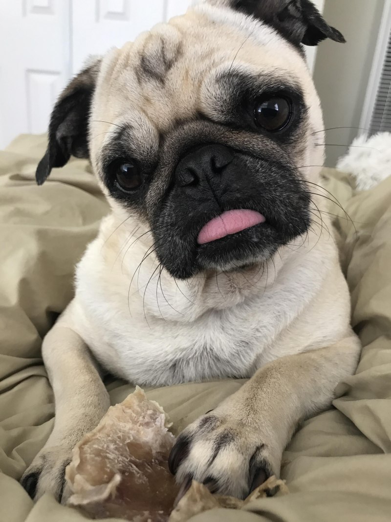 Мопс Puggy