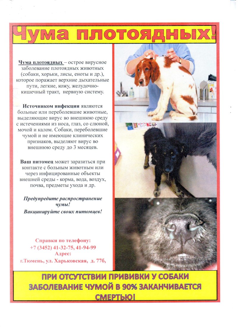 Голден ретривер Ренессанс